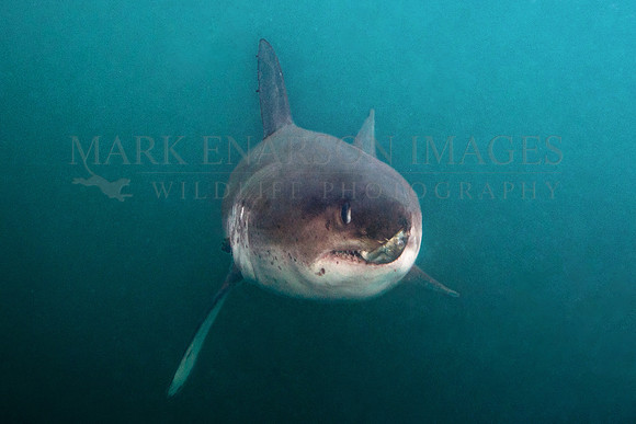 A salmon shark with a herring in its jaws at Prince William Sound, Alaska
