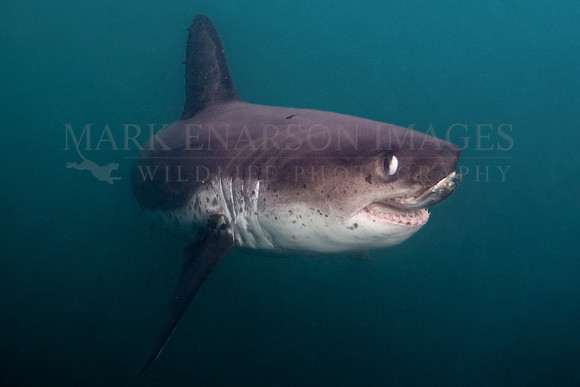 A salmon shark with a herring in its jaws at Prince William Sound, Alaska