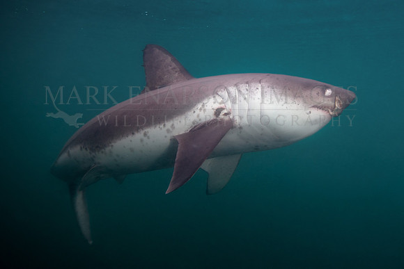 A salmon shark with a herring in its jaws at Prince William Sound, Alaska