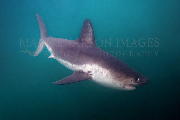 A salmon shark hunts the cold waters of Prince William Sound, Alaska