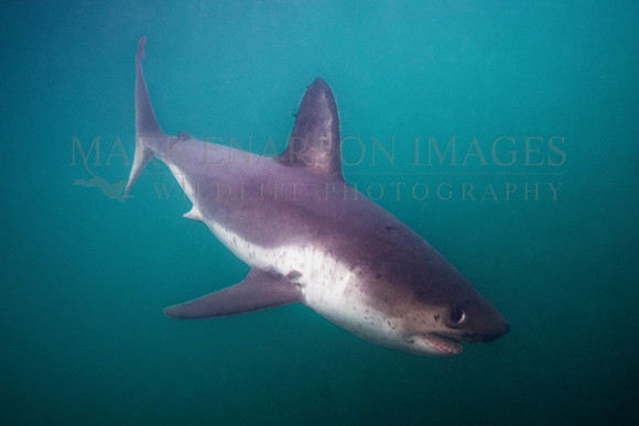 A salmon shark hunts the cold waters of Prince William Sound, Alaska