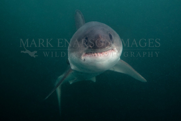 A salmon shark rises out of the frigid depths of Prince William Sound, Alaska