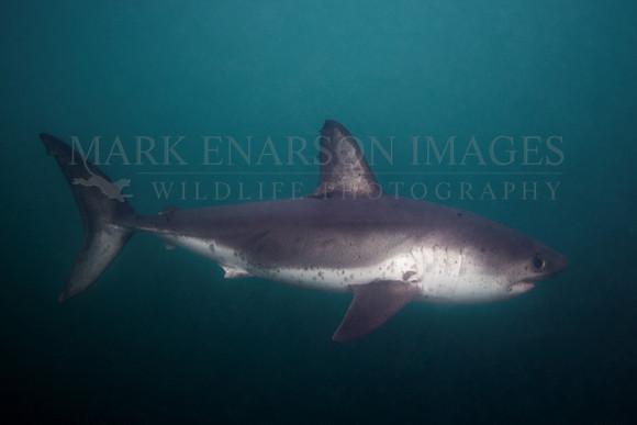 A salmon shark hunts the cold waters of Prince William Sound, Alaska