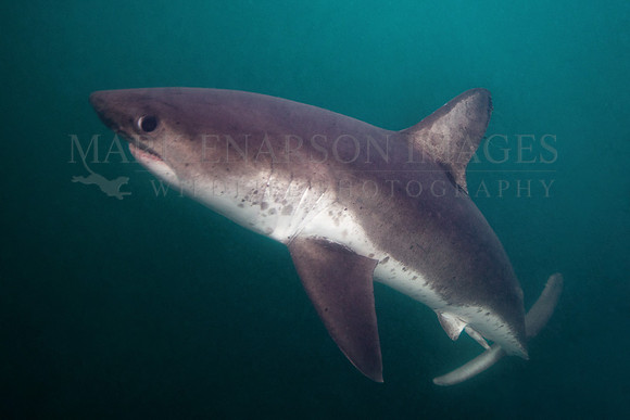 A salmon shark rises out of the frigid depths of Prince William Sound, Alaska