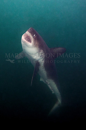 A salmon shark rises out of the frigid depths of Prince William Sound, Alaska