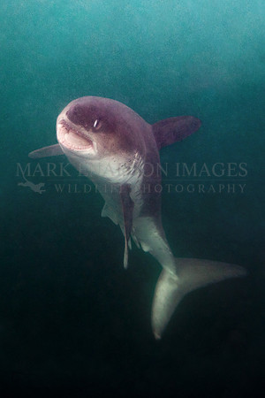 A salmon shark rises out of the frigid depths of Prince William Sound, Alaska