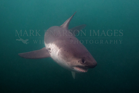 A salmon shark hunts the cold waters of Prince William Sound, Alaska