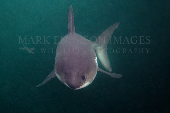 A salmon shark approaches in the cold, murky waters of Prince William Sound, Alaska