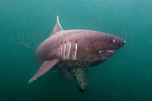 A salmon shark hunts the cold waters of Prince William Sound, Alaska