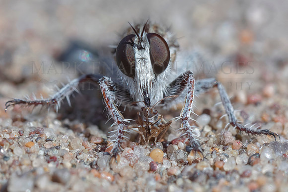 Predation on a microscopic scale as a robber fly kills a much smaller insect, barely the height of two grains of sand