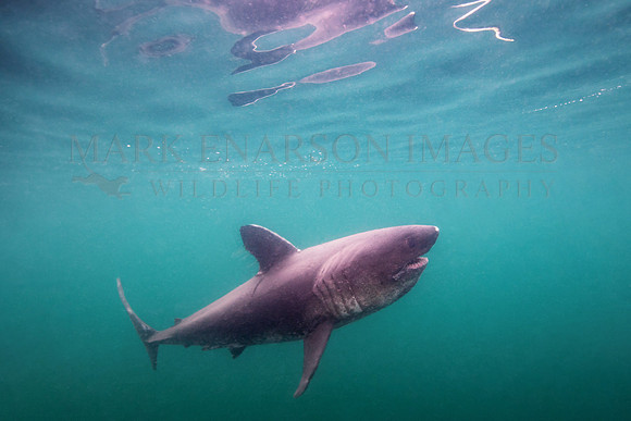 A salmon shark hunts the cold waters of Prince William Sound, Alaska