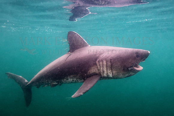A salmon shark hunts the cold waters of Prince William Sound, Alaska