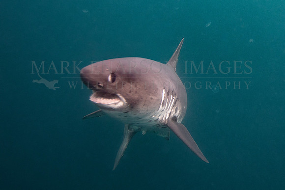 A salmon shark hunts the cold waters of Prince William Sound, Alaska