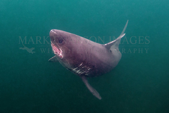A salmon shark hunts the cold waters of Prince William Sound, Alaska