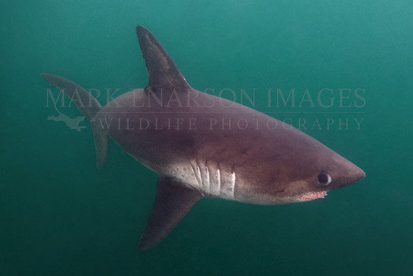 A salmon shark hunts the cold waters of Prince William Sound, Alaska