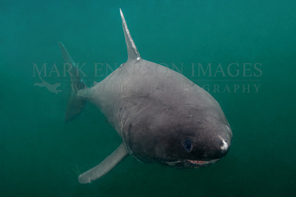 A salmon shark approaches in the cold, murky waters of Prince William Sound, Alaska