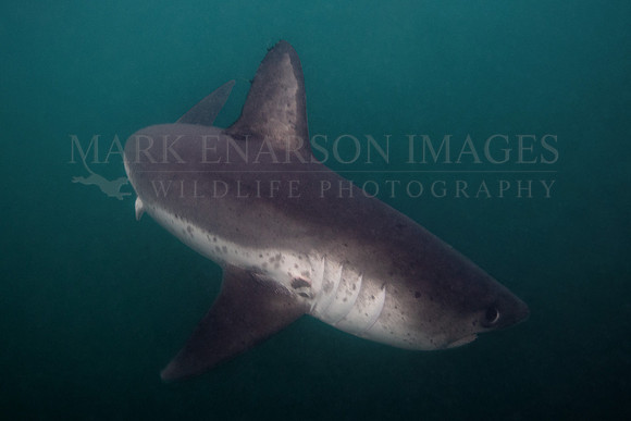 A salmon shark hunts the cold waters of Prince William Sound, Alaska