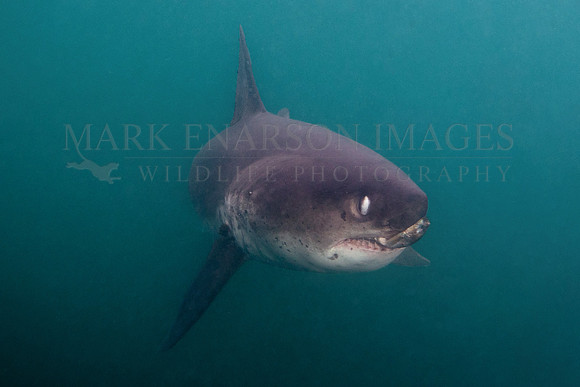 A salmon shark with a herring in its jaws at Prince William Sound, Alaska