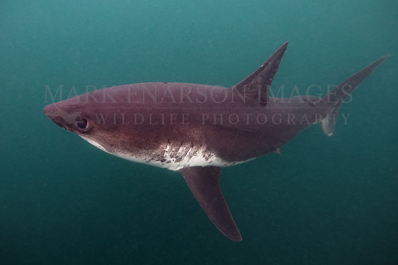 A salmon shark hunts the cold waters of Prince William Sound, Alaska