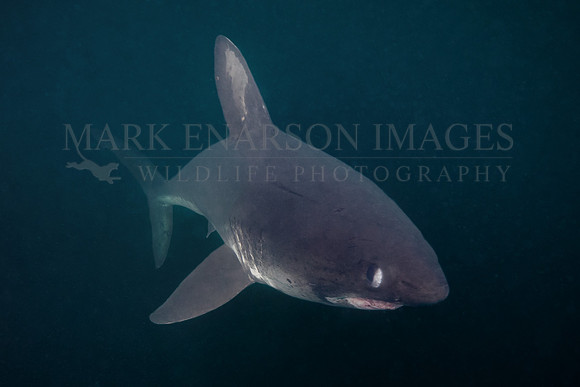 A salmon shark hunts the cold, dark waters of Prince William Sound, Alaska