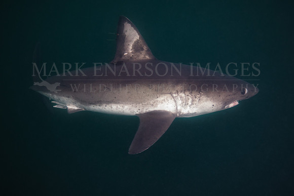 A salmon shark hunts the cold waters of Prince William Sound, Alaska