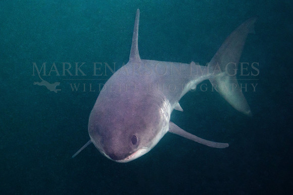 A salmon shark hunts the cold waters of Prince William Sound, Alaska