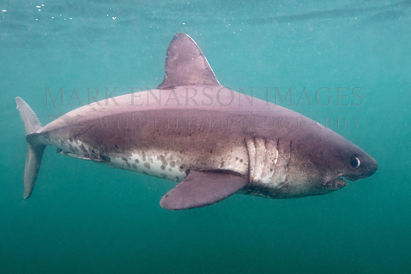 A salmon shark glides through the frigid waters of Prince William Sound, Alaska