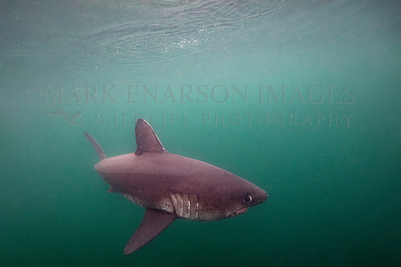 A salmon shark glides through the frigid waters of Prince William Sound, Alaska