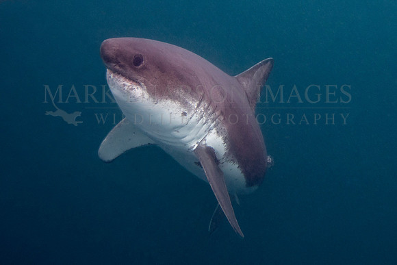 A salmon shark rises out of the frigid depths of Prince William Sound, Alaska