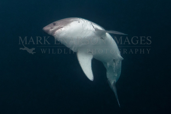 A salmon shark rises out of the dark, frigid depths of Prince William Sound, Alaska