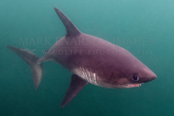 A salmon shark hunts the cold waters of Prince William Sound, Alaska