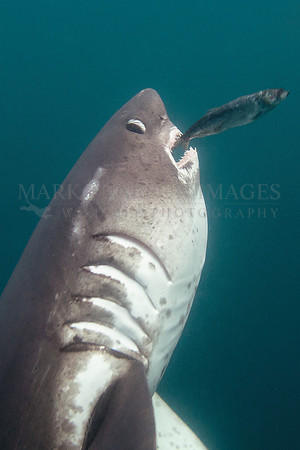 A salmon shark seizes a herring at Prince William Sound, Alaska