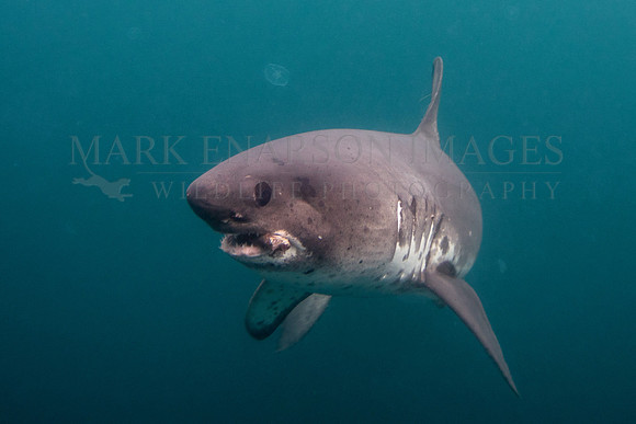 A salmon shark with a herring in its jaws at Prince William Sound, Alaska