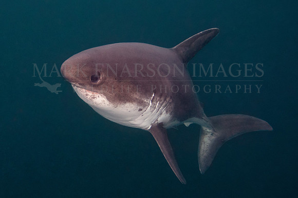 A salmon shark rises out of the frigid depths of Prince William Sound, Alaska