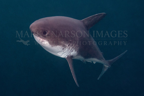 A salmon shark rises out of the frigid depths of Prince William Sound, Alaska