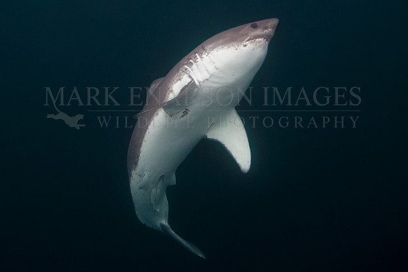 A salmon shark rises out of the frigid depths of Prince William Sound, Alaska