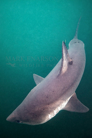 A salmon shark searches for food at Prince William Sound, Alaska