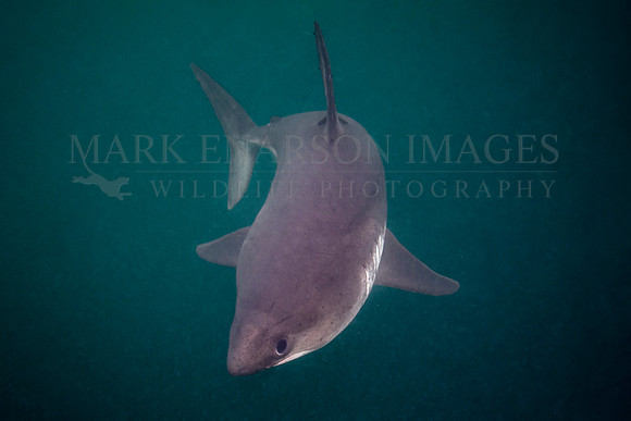 A salmon shark hunts the cold waters of Prince William Sound, Alaska