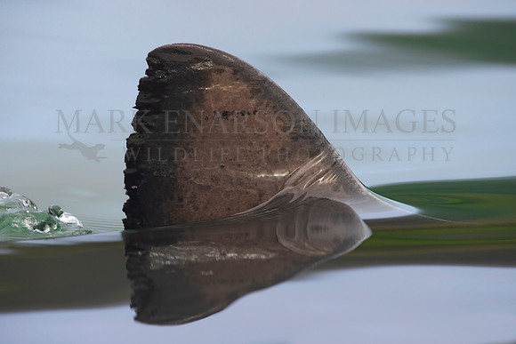 The dorsal fin of a salmon shark slices through the still water of Prince William Sound, Alaska