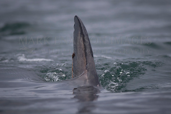 The dorsal fin of an approaching salmon shark slices the surface in Prince William Sound, Alaska