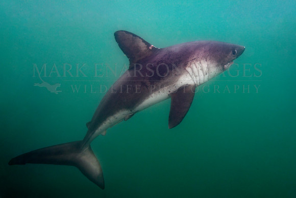 A large salmon shark approaches the surface in Prince William Sound, Alaska