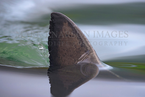 The dorsal fin of a salmon shark slices through the still water of Prince William Sound, Alaska