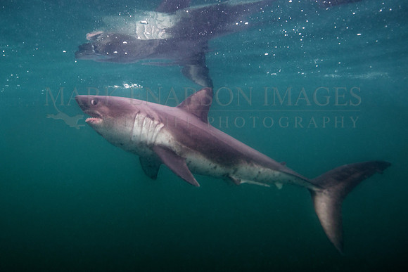 A salmon shark hunts the cold waters of Prince William Sound, Alaska