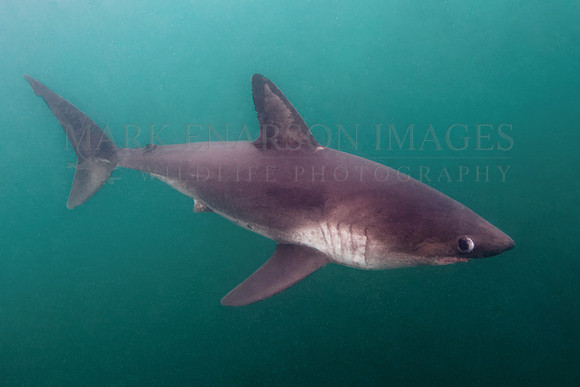 A salmon shark hunts the cold waters of Prince William Sound, Alaska