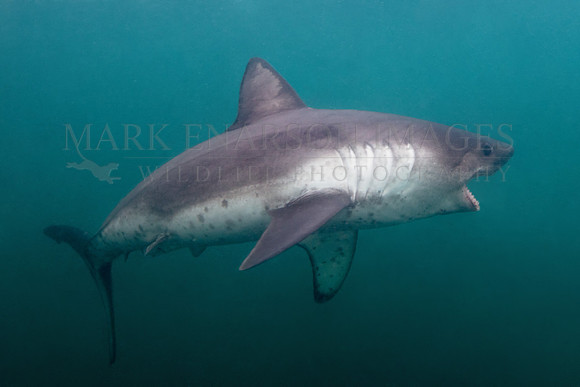 A salmon shark hunts the cold waters of Prince William Sound, Alaska