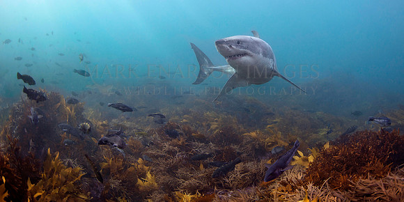 A white shark cruises the bottom near Stewart Island, New Zealand