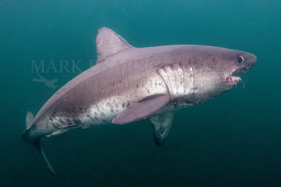 A salmon shark hunts the cold waters of Prince William Sound, Alaska