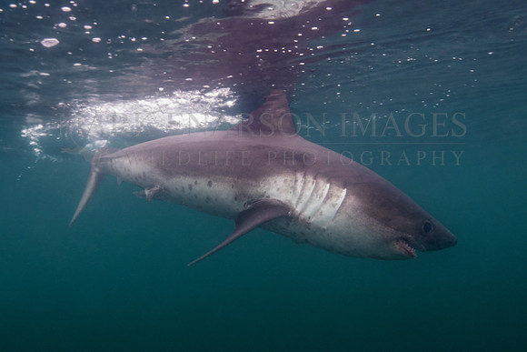 A salmon shark hunts the cold waters of Prince William Sound, Alaska