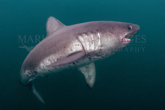 A salmon shark hunts the cold waters of Prince William Sound, Alaska