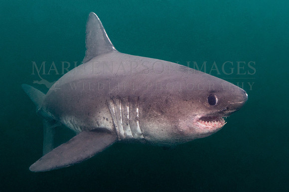 A salmon shark hunts the cold waters of Prince William Sound, Alaska